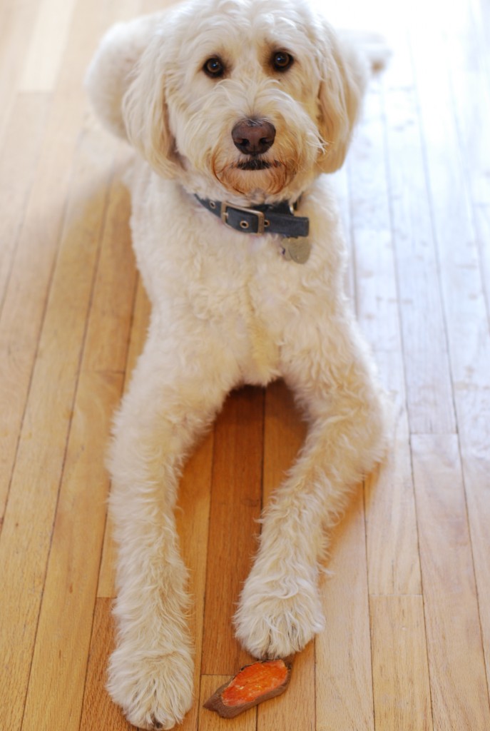 Cooper the labradoodle