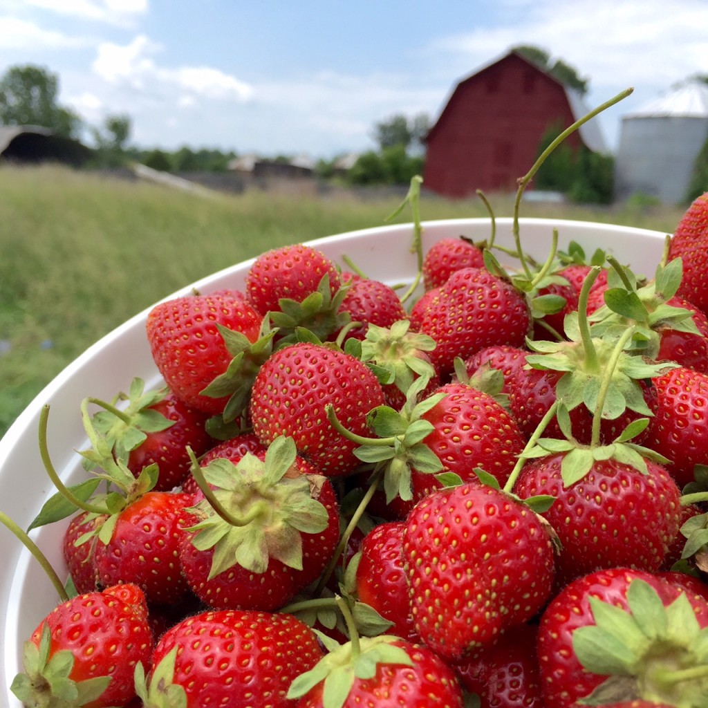 Yankey Farms Strawberry Picking | getinmymouf.com