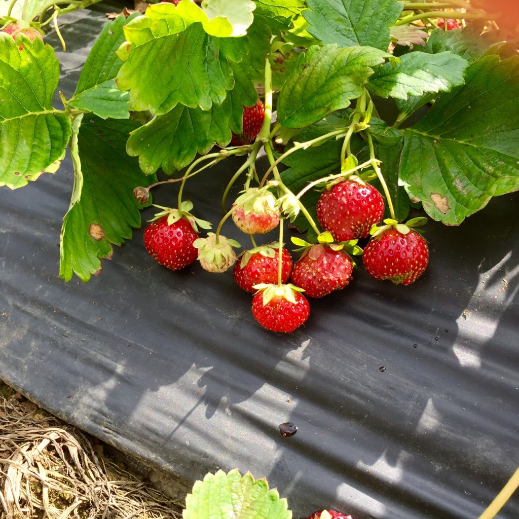 Yankey Farms Strawberry Picking | getinmymouf.com
