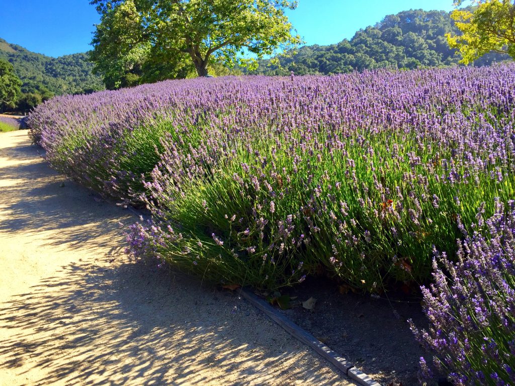 Carmel Valley Ranch | getinmymouf.com